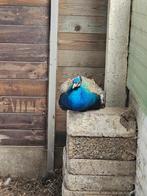 blauwe pauw 2 jaar oud, Animaux & Accessoires, Oiseaux | Oiseaux Autre, Bagué, Mâle