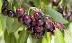 Cerisier, Jardin & Terrasse, Enlèvement, Cerisier