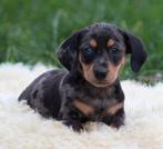 Teckel pups Merle korthaar, Dieren en Toebehoren, België, CDV (hondenziekte), 8 tot 15 weken, Korthaar