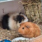 2 zeugjes zoeken thuis, Dieren en Toebehoren, Knaagdieren