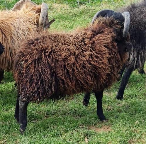 bélier Ouessant  (avec pedigree), Animaux & Accessoires, Moutons, Chèvres & Cochons, Mouton, Mâle, 0 à 2 ans