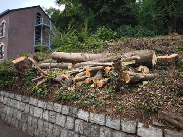 Bois de chauffage  beschikbaar voor biedingen