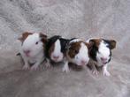 Nog enkele mooie babycavia's te reserveren, December, Meerdere dieren, Cavia