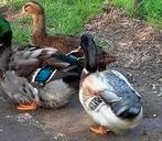 Canards de Rouen, Animaux & Accessoires