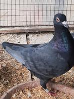 Zwarte reisduiven, Dieren en Toebehoren, Mannelijk, Postduif