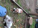 Konijn voedster nederlandse hangoor, Dieren en Toebehoren, Konijnen, Vrouwelijk, Klein, Hangoor