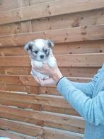 Shih tzu pups, Dieren en Toebehoren, Honden | Chihuahua's en Gezelschapshonden, België, CDV (hondenziekte), 8 tot 15 weken, Meerdere