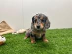 Nestje Kort-Langharige Teckel pups, Dieren en Toebehoren, Parvo, België, 8 tot 15 weken, Dwerg