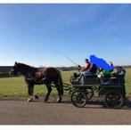 koets recreatie, Dieren en Toebehoren, Overige typen, Gebruikt, Paard