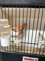 Mooie jonge phaeo rood kanaries 2025, Dieren en Toebehoren, Vogels | Kanaries, Meerdere dieren, Kleurkanarie