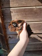 Cuy cavia's, Février, Plusieurs animaux