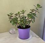 Plante d'intérieur Crassula ovata arbre de Jade, Huis en Inrichting, Kamerplanten, Groene kamerplant, Vetplant, Halfschaduw, Minder dan 100 cm