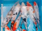 🧐Beverkoi = Japans-Belgische quality SANKE & KOHAKU✨, Dieren en Toebehoren