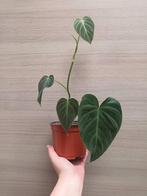 Philodendron splendid, Huis en Inrichting, Ophalen of Verzenden