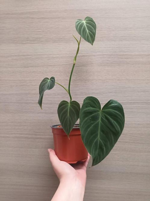 Philodendron splendid, Huis en Inrichting, Kamerplanten, Ophalen of Verzenden