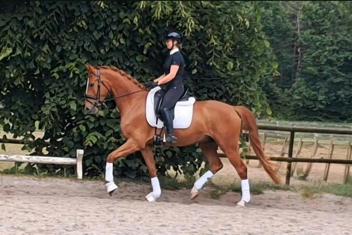Makkelijke ruin, Dieren en Toebehoren, Paarden, Ruin, L