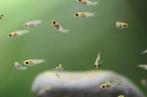 Baby guppy’s, Dieren en Toebehoren, Vissen | Aquariumvissen