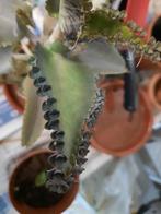 Mother of thousands stekjes, Ophalen