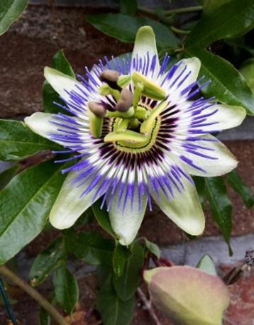 myrtillier amer casseillier noyer rosier grimpant passiflore beschikbaar voor biedingen