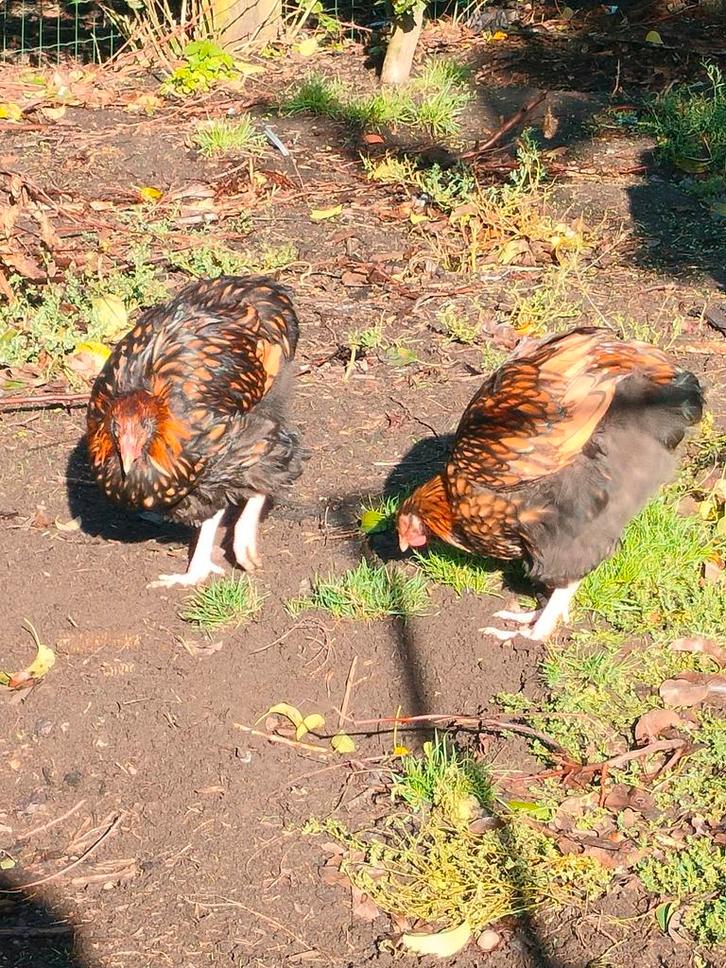 Orpington kippen zwart met bruin koppeltje, Dieren en Toebehoren, Pluimvee