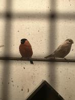 Goudvinken, Dieren en Toebehoren, Meerdere dieren, Wildzangvogel, Geringd