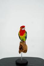 Opgezette Prachtrosella - Wildernis Atelier