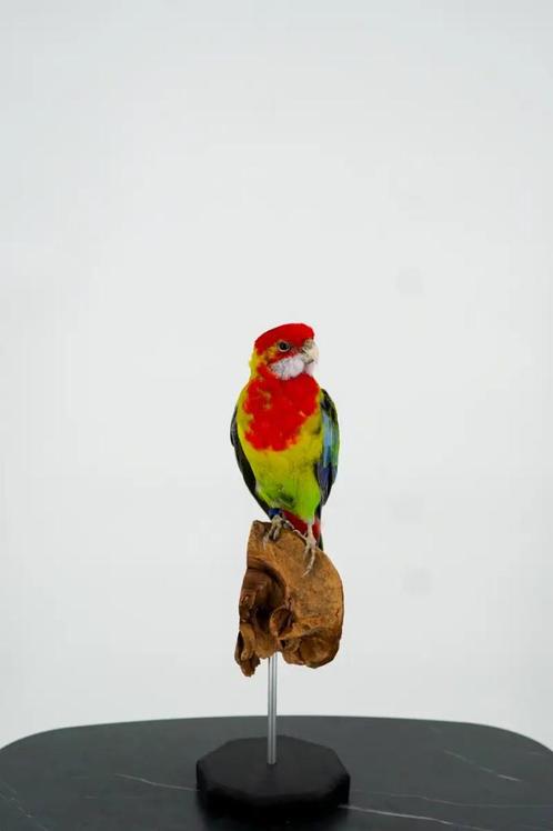 Opgezette Prachtrosella - Wildernis Atelier, Verzamelen, Dierenverzamelingen