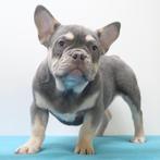 Franse Bulldog - pups te koop, Dieren en Toebehoren, Honden | Chihuahua's en Gezelschapshonden, CDV (hondenziekte), Meerdere, Meerdere dieren