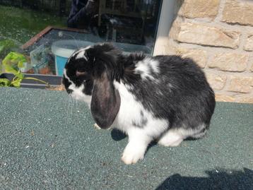 Hochet castré en forme de lapin Hangoor, Mâle, Petit, Oreilles tombantes, 0 à 2 ans