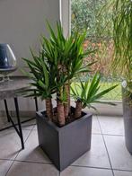 Mooie Yucca in pot., Tuin en Terras, Planten | Tuinplanten, Ophalen