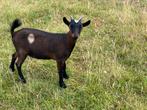 Gecastreerd bokje, Dieren en Toebehoren, Schapen, Geiten en Varkens, Geit, 0 tot 2 jaar