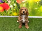 Cockapoo pup, CDV (hondenziekte), Klein, Teef, 8 tot 15 weken