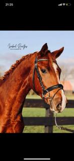 Mooie Duitse rijpony van 1,55 en 7 jaar, Dieren en Toebehoren, Paarden, Ruin