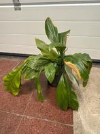 Philodendron, Ophalen