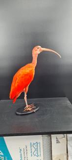 Mooie overleden vogels te koop gevraagd...., Animaux & Accessoires, Oiseaux | Oiseaux Autre