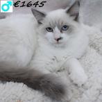 Ragdoll - kittens te koop, Dieren en Toebehoren, Meerdere dieren, Gechipt, 0 tot 2 jaar