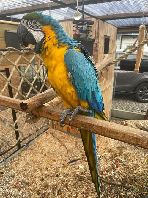 Blauw gele ara kweekrijpe man van 9 jaar, Dieren en Toebehoren, Vogels | Parkieten en Papegaaien, Papegaai, Mannelijk, Pratend