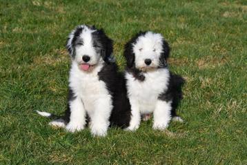 Chiots Bobtail à vendre, 15 semaines à 1 an, Étranger, Parvovirose, Autres races