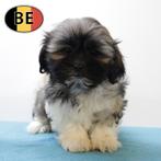 Schattige Shih Tzu pups reutjes te koop, België, CDV (hondenziekte), 8 tot 15 weken, Meerdere