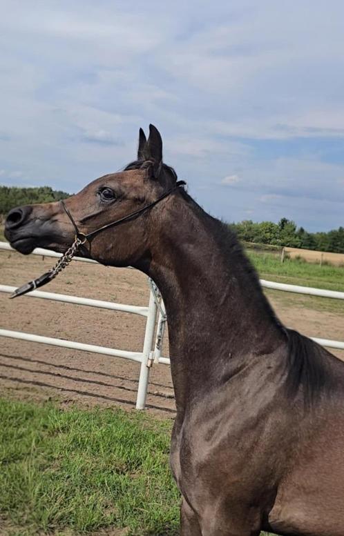 TOP Jaarling Arabisch merrieveulen, Dieren en Toebehoren, Paarden, Merrie, 0 tot 2 jaar, Met stamboom, Gechipt, Ontwormd, Ingeënt
