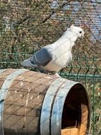 Meeuwtje prachtstuk, Dieren en Toebehoren