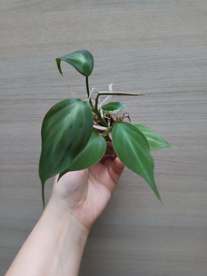 Philodendron camposportuanum, Huis en Inrichting, Kamerplanten, Ophalen of Verzenden