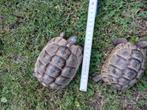 Moorse landschildpadden 2021