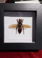Hornet Vespa mandarinia, Verzamelen, Dierenverzamelingen, Nieuw, Overige typen, Ophalen of Verzenden, Insect