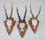 3 x groot REE GEWEI op eikenhouten schild -  set A, Collections, Collections Animaux, Enlèvement ou Envoi, Utilisé, Cerf, Bois ou Tête