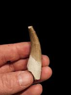 Dent de dinosaure Plesiosaurus Mauritanicus 5,5 cm., Enlèvement ou Envoi