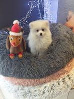 Pomeriaan reutje, Dieren en Toebehoren, België, Keeshond, 15 weken tot 1 jaar, Reu