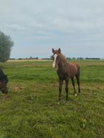 Knappe D-pony veulens te koop, Dieren en Toebehoren, Paarden, Hengst, Onbeleerd, Gechipt, 0 tot 2 jaar