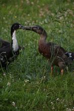 Broedeieren loopeenden, Dieren en Toebehoren, Pluimvee, Geslacht onbekend, Eend