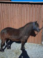 A pony merrie 117 groot zeer braaf . Is 6 jaar in mei ., Jument